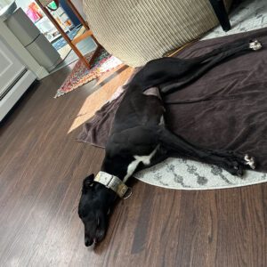 a black greyhound laying on the floor