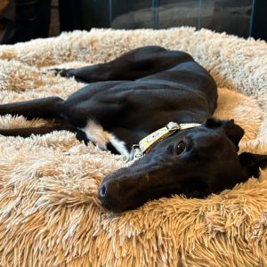 a black greyhound on a bed