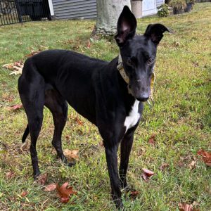 a black greyhound outside in a yard