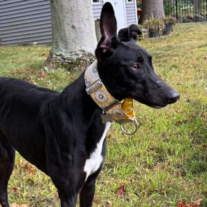 a black greyhound outside in a yard