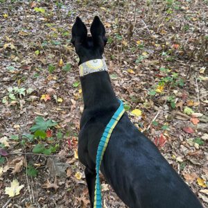 a black greyhound with adorable ears