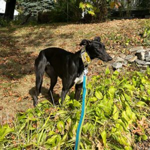 a black greyhound with adorable ears