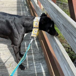 a black greyhound with adorable ears