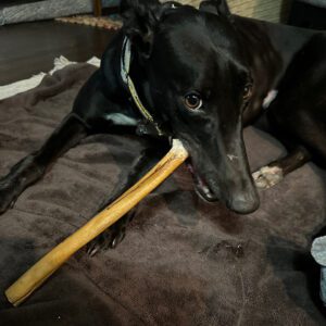 a black greyhound eating a treat