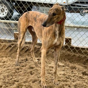 brindle greyhound on dirt