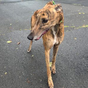 brindle greyhound with standing on road