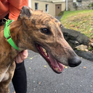 brindle greyhound with cute face