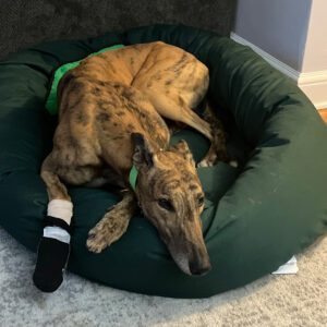 brindle greyhound on bed