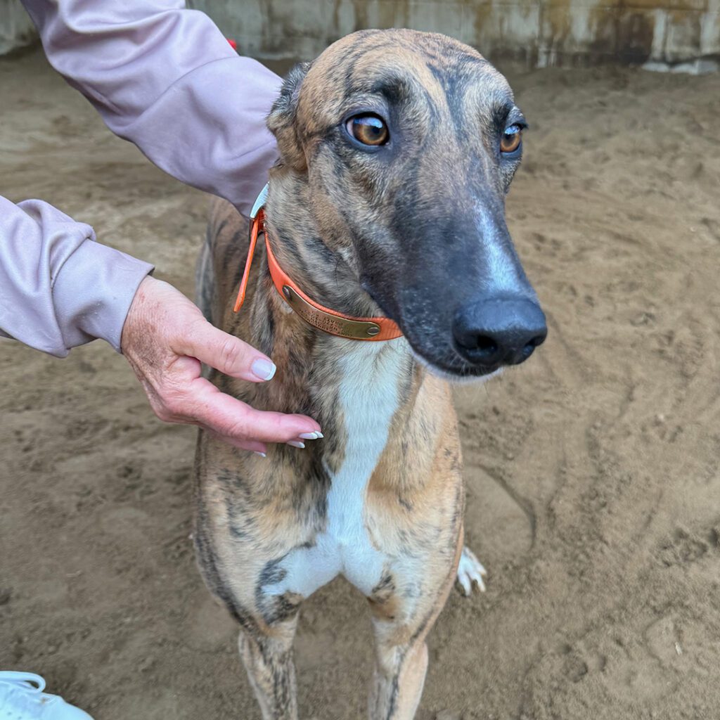 brindle greyhound with white nose