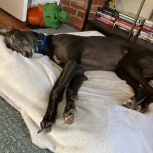 black greyhound on a bed