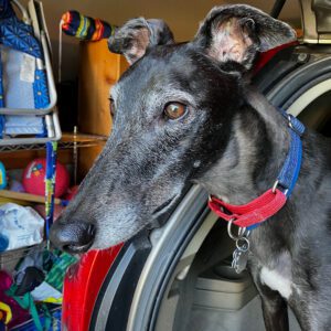 black greyhound in a car