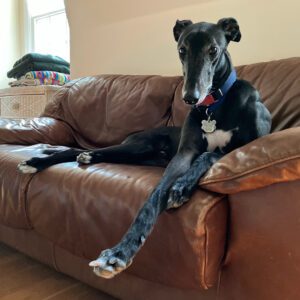 black greyhound on the couch