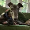 black greyhound on a couch