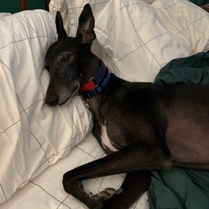 black greyhound on a couch