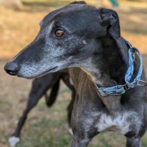 black greyhound with gray face