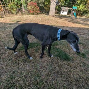 black greyhound standing on grass