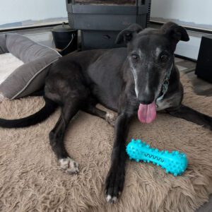 black greyhound on a bed with a blue toy