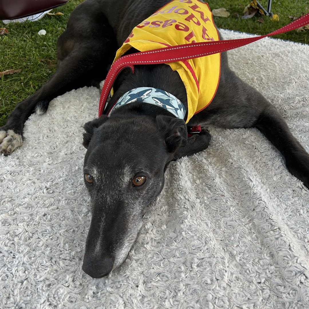 black greyhound with adopt me bandana