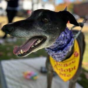 black greyhound with adopt me bandana