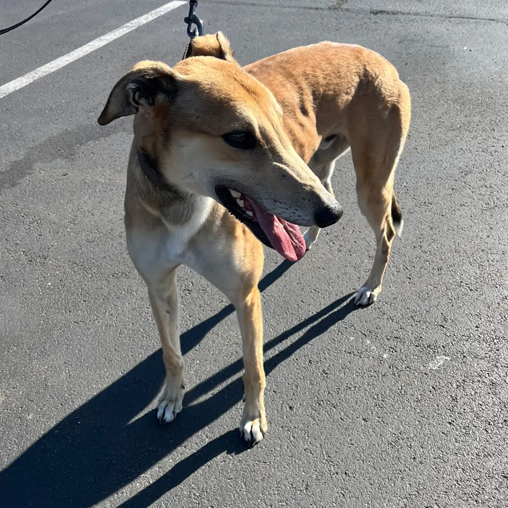 adorable greyhound fawn in color