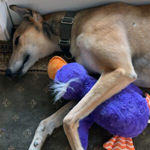 fawn greyhound holding a toy