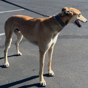 adorable greyhound fawn in color