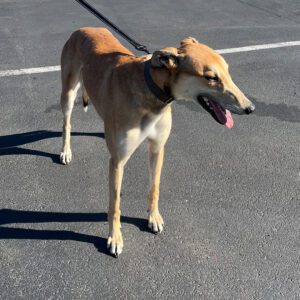 adorable greyhound fawn in color