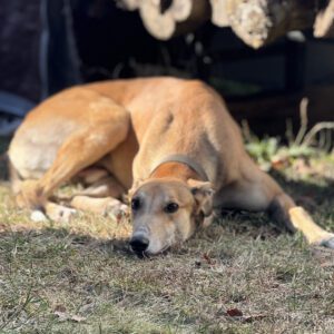 fawn greyhound laying on grass