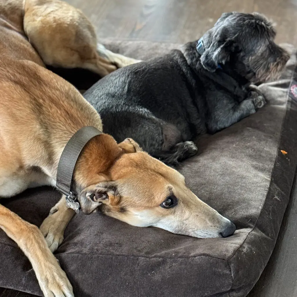 fawn greyhound on bed with another small dog