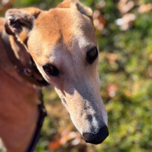 fawn greyhound on grass