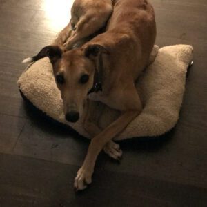 fawn greyhound on bed