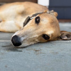 fawn greyhound on bed