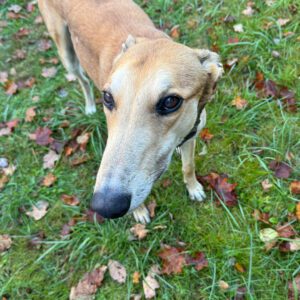 fawn greyhound standing on grass