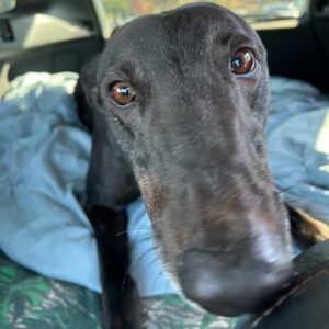 black greyhound with loving eyes