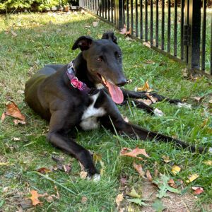 black greyhound laying on grass