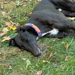 black greyhound laying on grass