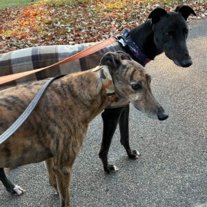 black greyhound walking with a brindle greyhound