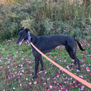 black greyhound standing in fall leaves