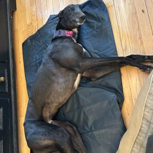 black greyhound laying on a bed