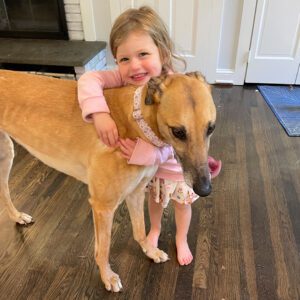 fawn greyhound getting love from a young girl