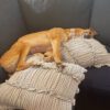 fawn greyhound on a couch with pillows