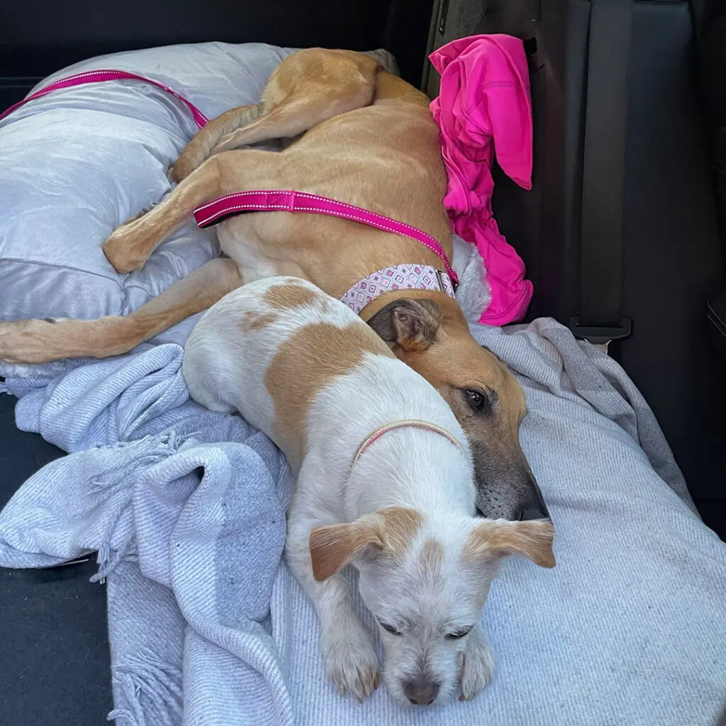 fawn greyhound cuddling with little dog