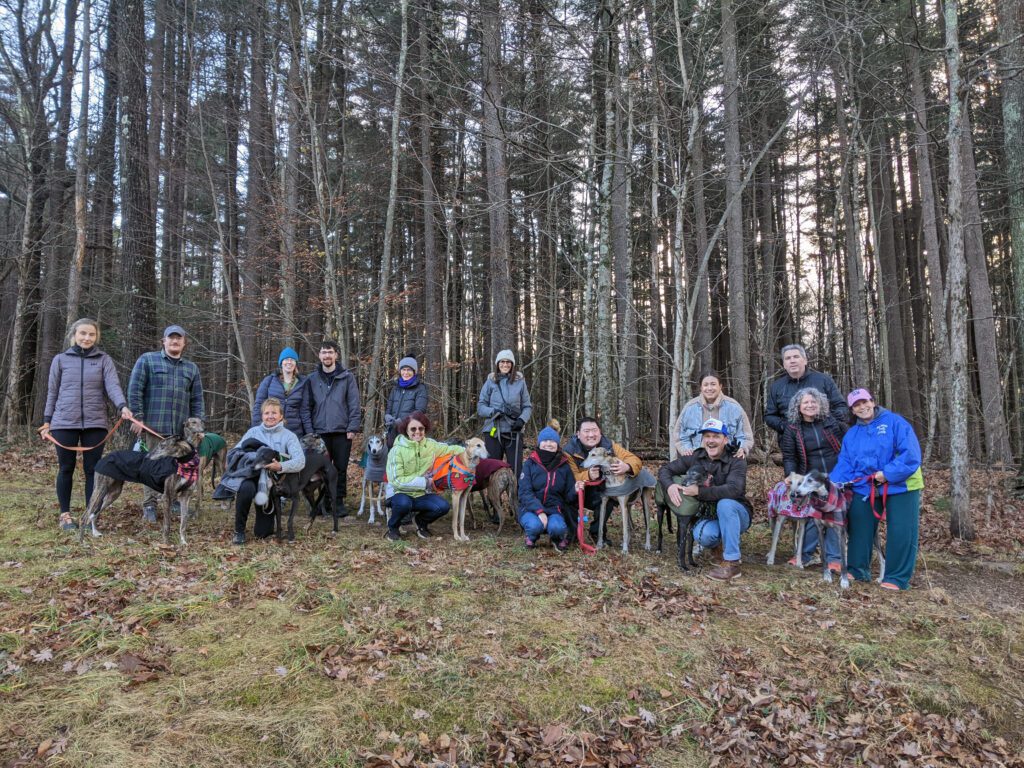 a group of greyhounds after a hike