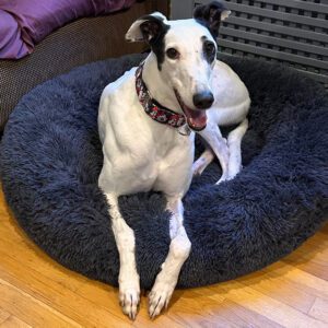 white and black greyhound on a bed