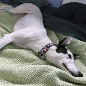 white and black greyhound on a bed