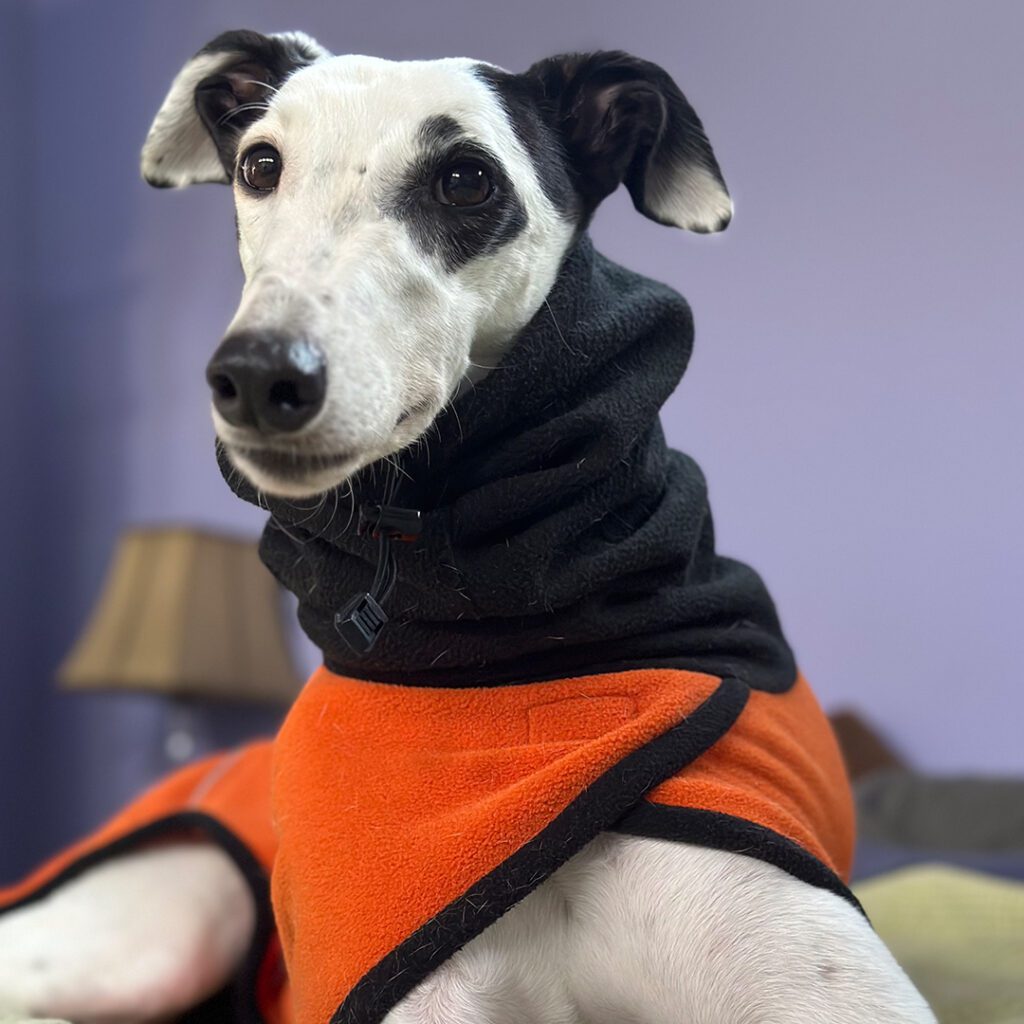 white and black greyhound wearing an orange jacket