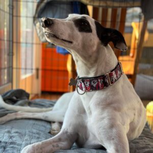 white and black greyhound on a bed