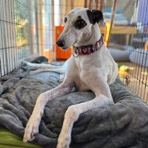 white and black greyhound on a bed