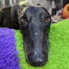 black greyhound on a bed