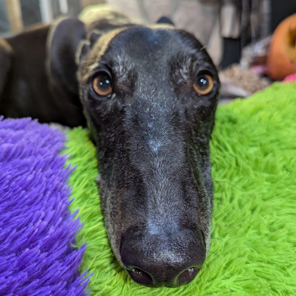 black greyhound on a bed